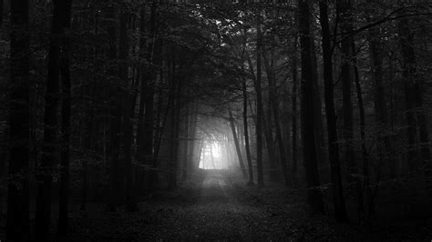 Dark Forest Wallpapers - Wallpaper Cave