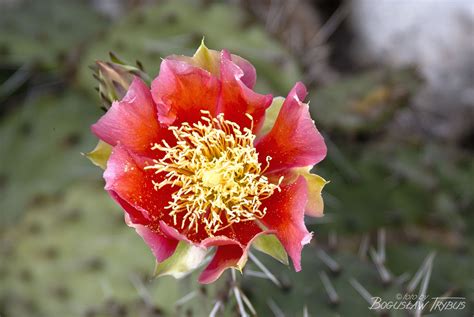 Opuntia Phaeacantha Var Camanchica Rubra Poznaj 100