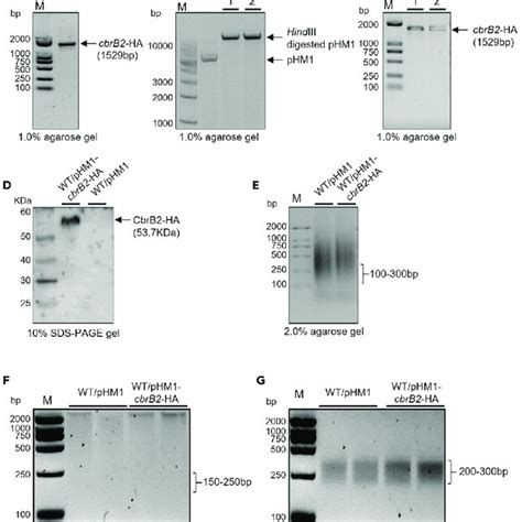 Primers Design Of PHM1 CbrB2 HA Plasmid And Psph Deletion Mutant