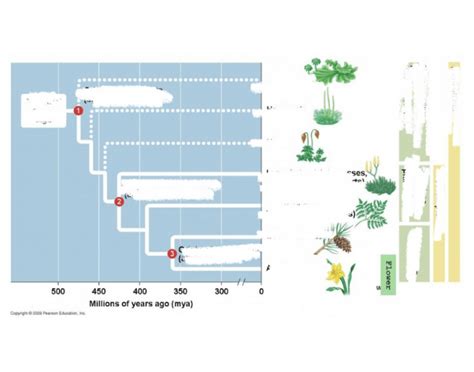 Plant timeline Quiz