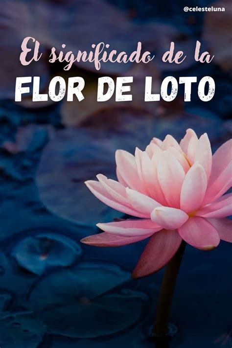 El Significado Espiritual De La Flor De Loto En Flor De Loto