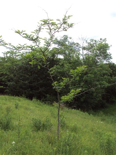 Locust Tree With Thorns at Lisa Cunningham blog