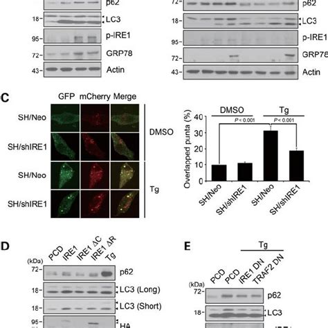 Er Stress Increases Mthtt Aggregation In The Primary Striatal Cells And