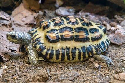 100 Unisex Pet Names for Tortoises — Tortoise Knowledge