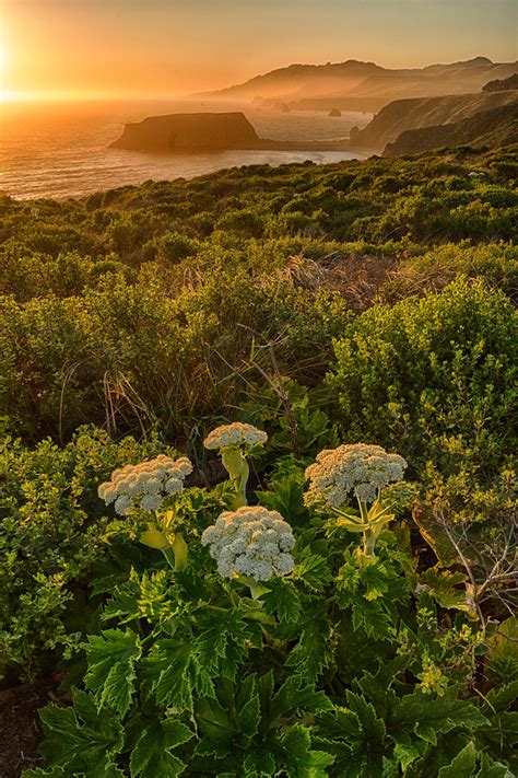 Robert Bush Photography ( Buckwheat Sunset, Goat Rock Beach )