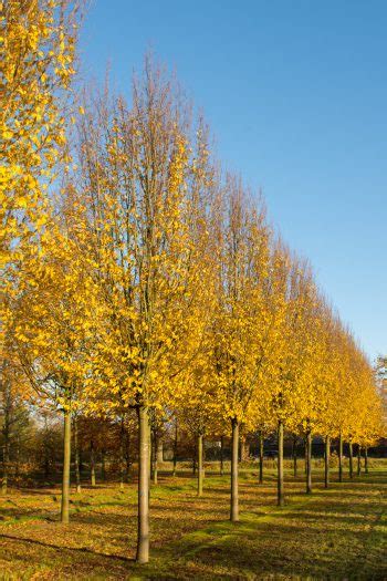 Carpinus Betulus Fastigiata Upright Hornbeam Nature First Trees