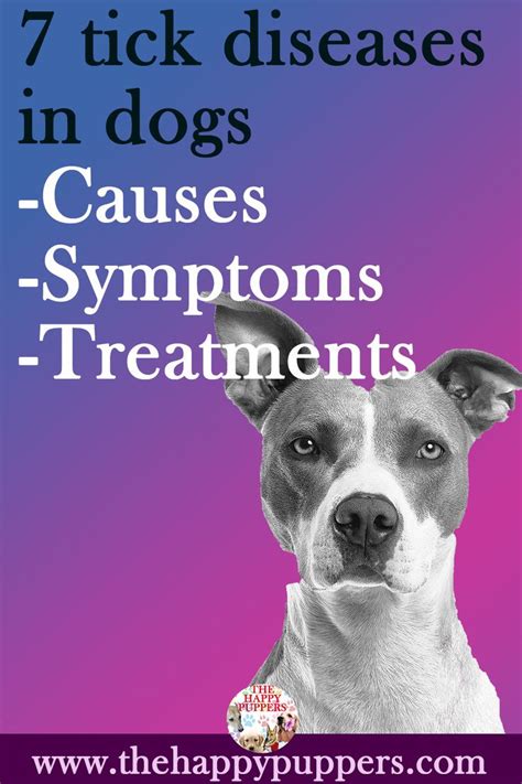 Tick Bites In Dogs Seven Diseases Symptoms Treatments And Preventive