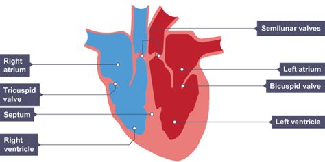 Heart Structure Diagram Gcse Labelled Heart Diagram Gcse Pe