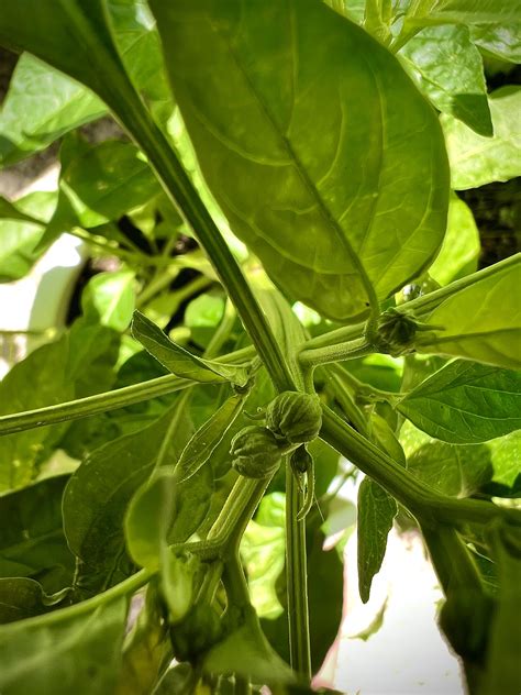 First time growing chillies, are these flowers or just more side shoots