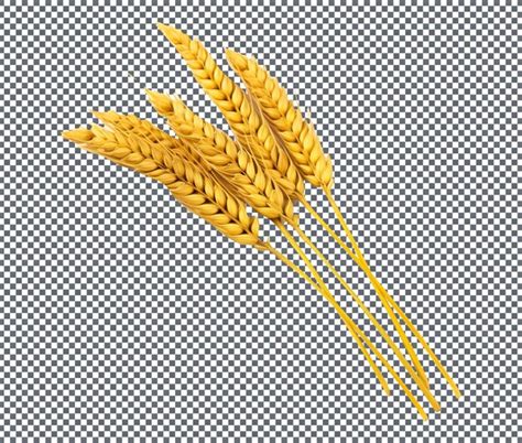 Premium PSD Ripe Golden Wheat Isolated Transparent Background