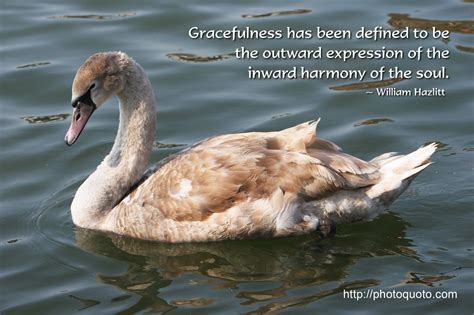 Quotes About Being Graceful Swans. QuotesGram