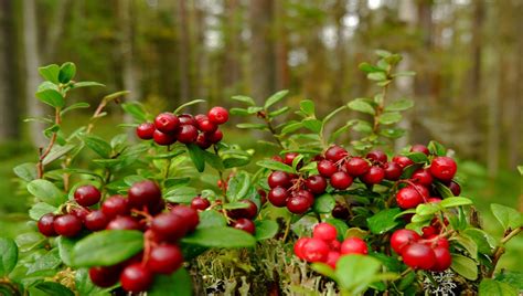 Conheça Os Benefícios Do Cranberry Vaccinium Macrocarpon Aiton Para A