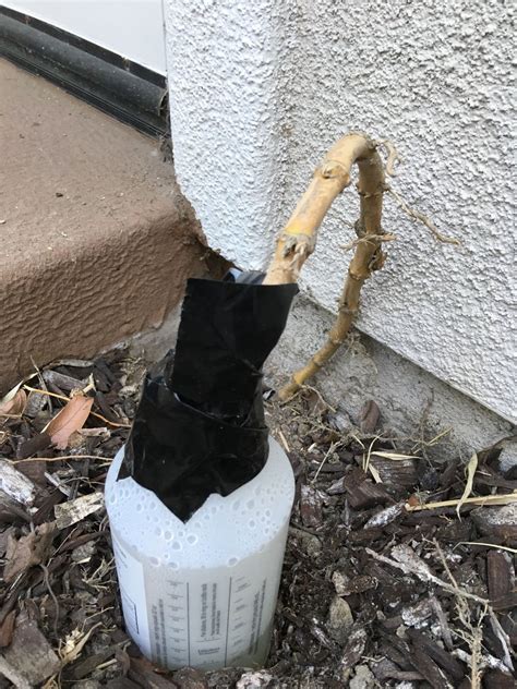 poisons - Why can't I kill bamboo roots with bleach? - Gardening