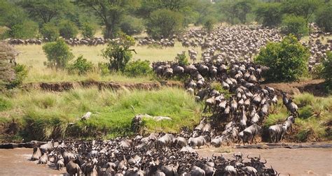 Explore Serengeti Western Corridor On Day Serengeti Migration Safari