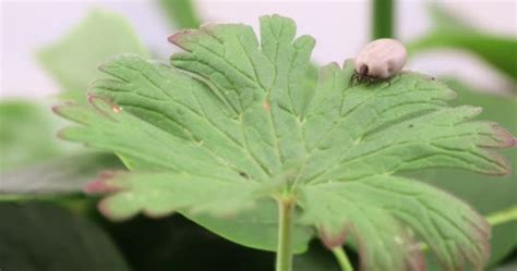 Garrapata Ixodes Ricinus Insecto Peligro Video De Stock Artush