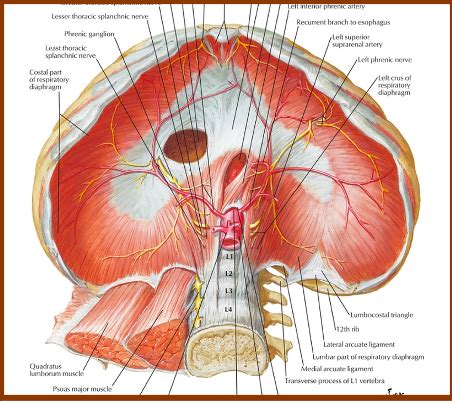 Gross Anatomy Ii Exam Flashcards Quizlet