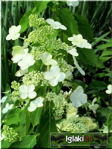 Hydrangea Paniculata Levana Hortensja Bukietowa Levana Hydrangea