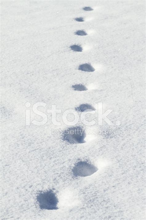 Animal Tracks In Snow Stock Photo | Royalty-Free | FreeImages