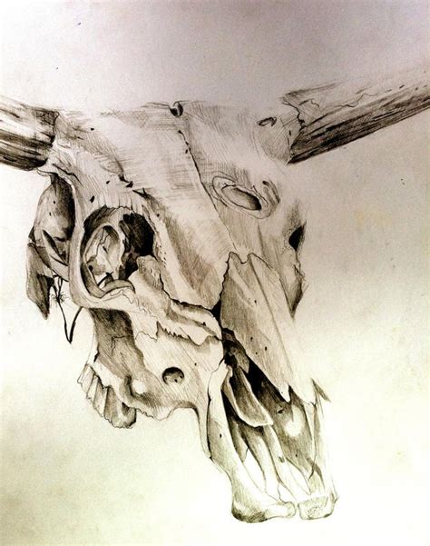 Cow Skull by Lucky978 on DeviantArt