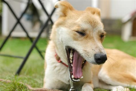 豪快なあくびをする犬 写真・画像のフリー素材を無料ダウンロードするなら「エルーパフォトス」