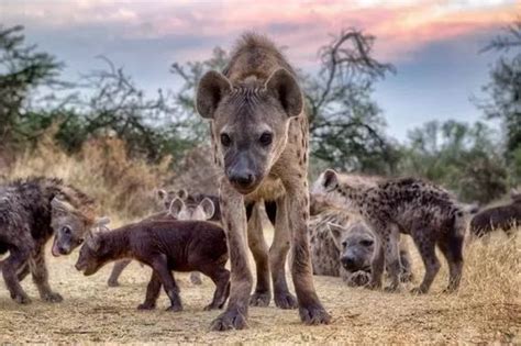 African Hyena Facts | Best Wildlife Facts | Travel Facts