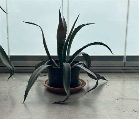 Agave Americana Kaufen Auf Ricardo