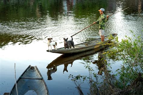 Hmong Bobtail Dog for Sale: Complete Guide to Buying