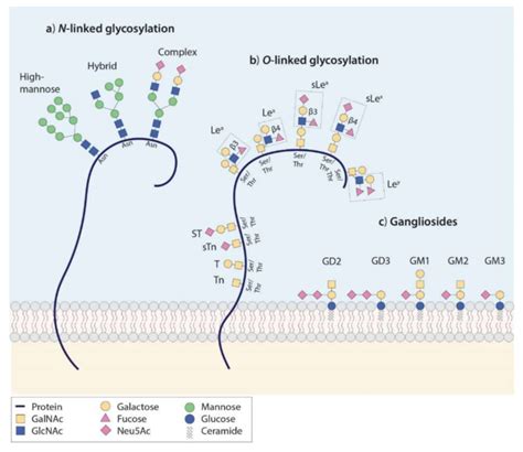 Schematic Structures Of Oligosaccharides A N Linked Glycans Are