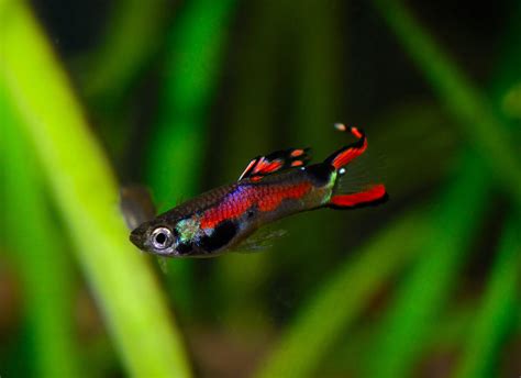 Endler Guppy Poecilia Wingei Terra Tropic Zoo