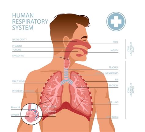 Sistema Respiratorio Humano Vector Premium