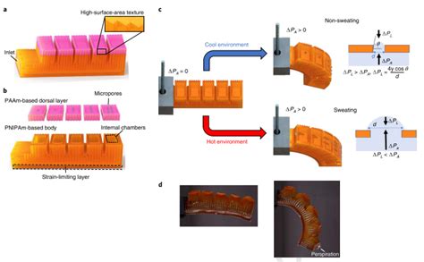 Making Bioinspired 3D Printed Autonomic Perspiring Hydrogel Actuators