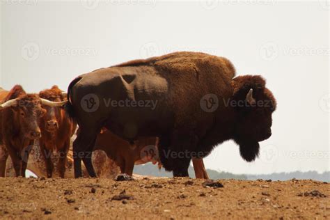 Farm of bulls, ranch style farming 10770282 Stock Photo at Vecteezy