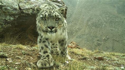 Snow Leopard Chasing Goat