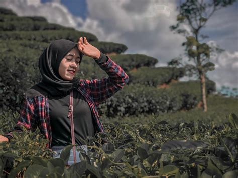 Foto Kebun Teh Nglinggo Kulon Progo Harga Tiket Masuk Samigaluh