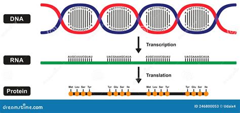 Stages Of Formation Of MRNA RNA And Protein By DNA Strand Infographic ...