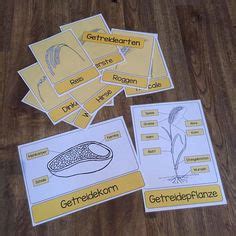 9 Vom korn zum brot-Ideen | getreide grundschule, sachunterricht