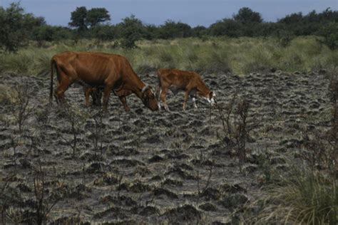 Historias De La Sequ A Que Ya Mat A Miles De Vacas Y Da Cultivos