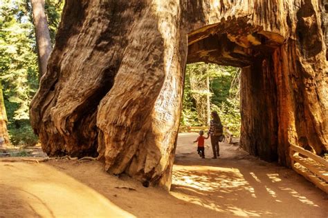 12 Best Short Easy Hikes In Yosemite National Park