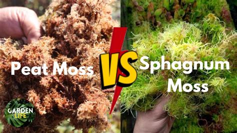 Peat Moss Or Sphagnum Moss Youll Be Surprised In The Differences