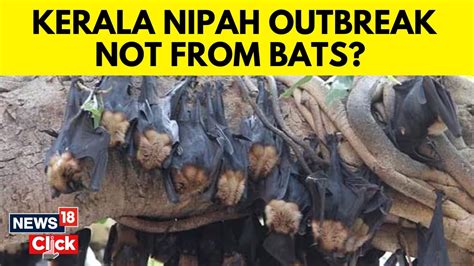 What Is Nipah Virus Kerala Starts Mass Testing After Outbreak In India