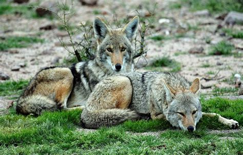 The Desert Coyote- 12 Important Things To Know - The geography teacher