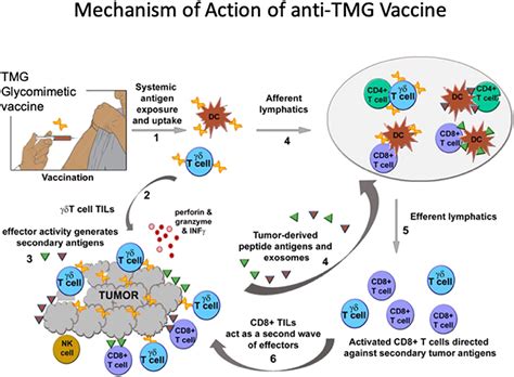 Frontiers Aiming for the Sweet Spot Glyco Immune Checkpoints and γδ