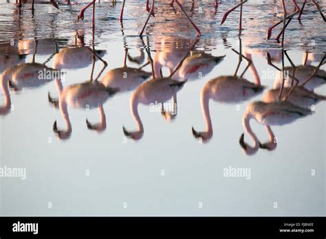 Flamingos at the Walvis Bay wetland Stock Photo - Alamy