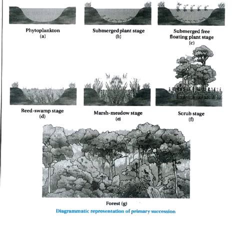 Ecological Succession In Water