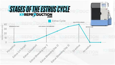 Understanding The Estrus Cycle Day Chart A Vital Tool In Canine