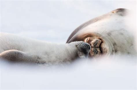 Stefan Christmann Naturfotografie Fotografie S Ugetiere