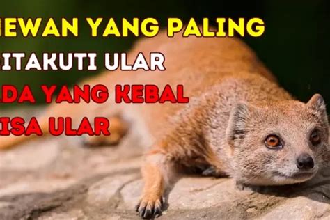 Bukan Kucing Ternyata Inilah 5 Hewan Yang Paling Ditakuti Ular Dan