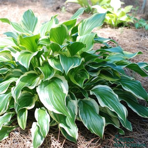 Хоста Соу Свит - Сады Беловых