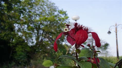 Mussaenda Erythrophylla Also Known As Ashanti Blood Stock Photo Image