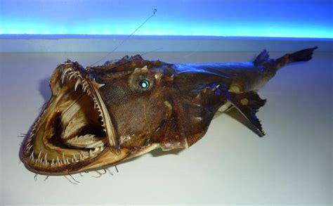 creatures thriving  deep sea adaptations ocean info